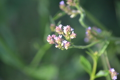 Verbena brasiliensis