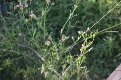 Verbena brasiliensis