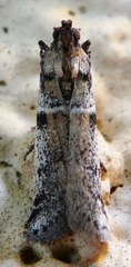 Amyelois transitella