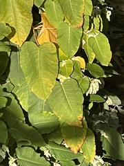 Reynoutria sachalinensis