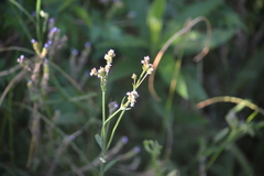 Verbena brasiliensis