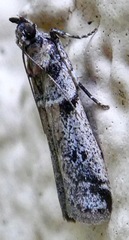 Amyelois transitella