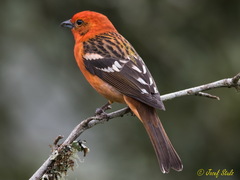 Piranga bidentata