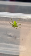 Micrommata