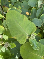 Reynoutria sachalinensis