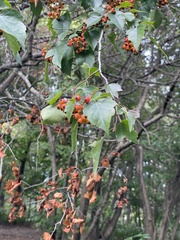 Crataegus phaenopyrum
