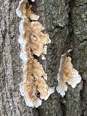 Serpula himantioides