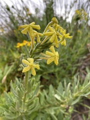 Lyperia