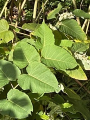 Reynoutria sachalinensis