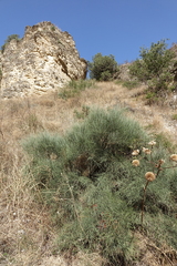 Ephedra procera