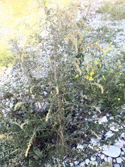 Artemisia verlotiorum