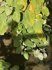 Reynoutria sachalinensis