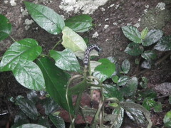 Doleschallia bisaltide