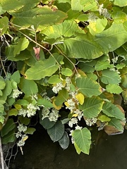 Reynoutria sachalinensis