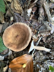 Lactarius subdulcis