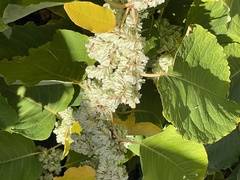 Reynoutria sachalinensis