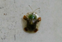 Helocassis testudinaria