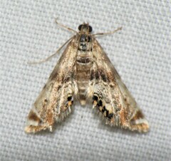 Petrophila fulicalis