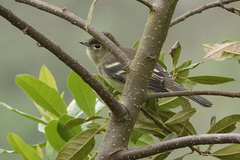 Elaenia