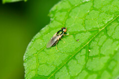 Sarginae