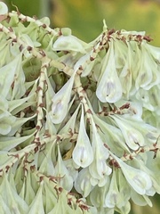 Reynoutria sachalinensis