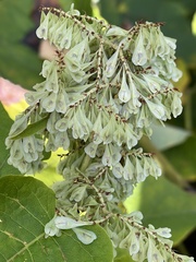 Reynoutria sachalinensis