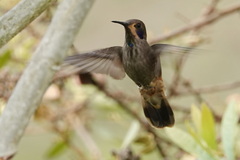 Colibri delphinae