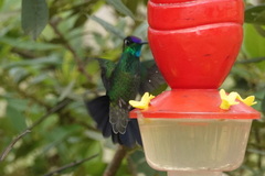 Heliodoxa leadbeateri