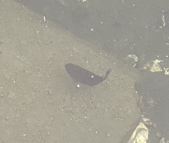 Girella nigricans