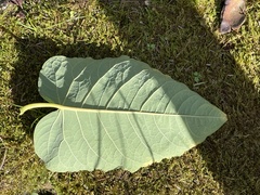 Reynoutria sachalinensis