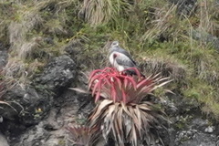 Geranoaetus melanoleucus