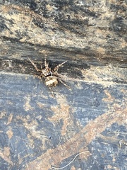 Acanthepeira stellata