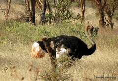 Struthio molybdophanes