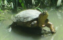 Trachemys callirostris