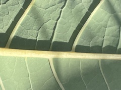 Reynoutria sachalinensis