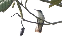 Elliotomyia chionogaster
