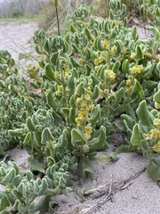 Tetragonia