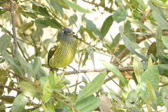 Mionectes striaticollis