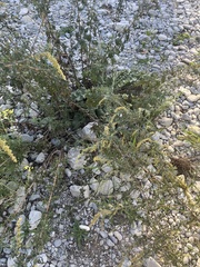 Artemisia verlotiorum