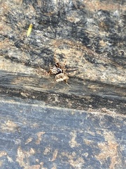 Acanthepeira stellata