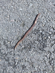 Lumbricus terrestris