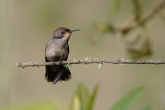 Colibri delphinae