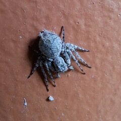 Hamataliwa grisea
