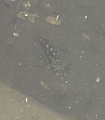 Paralabrax clathratus