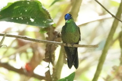 Heliodoxa leadbeateri