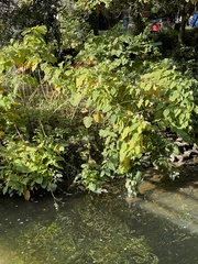 Reynoutria sachalinensis