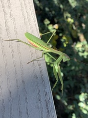 Tenodera
