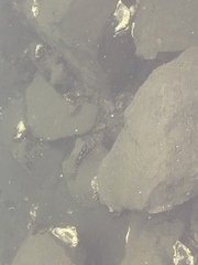 Paralabrax clathratus