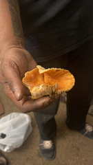 Lactifluus hygrophoroides