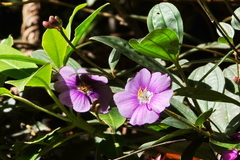Melastomeae